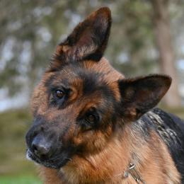 SG Fabia vom Adelschlag IGP1 - Black and red female German Shepherd puppy in Nacogdoches, Texas from Vom Hausgladfel