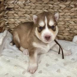 Siberian Huskies from Wolves with Amor