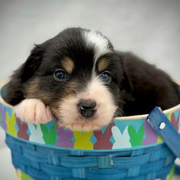 Girl 5 - Black tri-color female Australian Shepherd puppy in Cape Girardeau, Missouri from Real McCoy Australian Shepherds