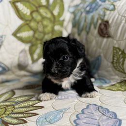 Boy2 031725 CS - Black & white Maltipoo puppy in Bakersfield, California from Silvia's Maltipoos
