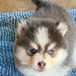 Wooly girl - Blue female Pomsky puppy in Enid, Oklahoma from Mile Hi Pomskies
