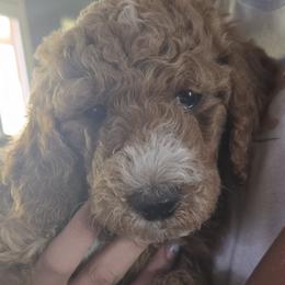 Poodle Puppies from Greyzer Poodles
