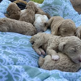 Poodle Puppies from Durer Poodles
