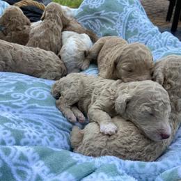 Poodle Puppies from Durer Poodles