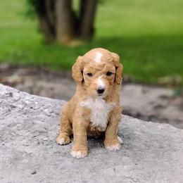 Reese - Apricot female Australian Labradoodle puppy in Harrisonburg, Virginia from Crown Doodles