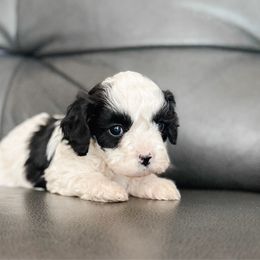 Blizzard - Black and white male Cavapoo puppy in Saint George, Utah from Fitzdoodles