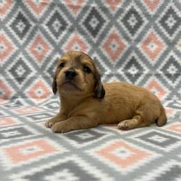 BOY 3 - Red male Dachshund puppy in Hoover, Alabama from Tide Town Doxies