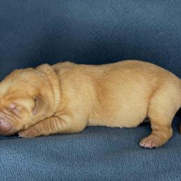 Blue boy - Yellow male Labrador Retriever puppy in Plymouth, North Carolina from Duck Creek Kennels