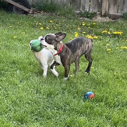 Boston Terrier Puppies from Angie's Little Bostons