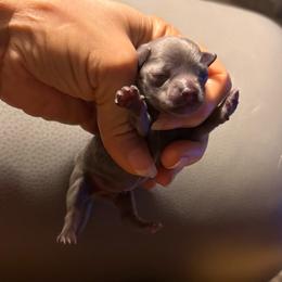 Bunny - Blue and tan female Chihuahua puppy in Summerfield, Florida from Uey’s Chihuahuas