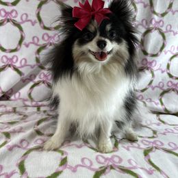 Chanel - Pomeranian