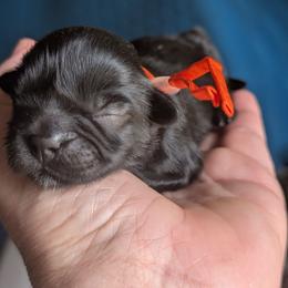 Ripley - Black male Shih Tzu puppy in Claxton, Georgia from Small Pawz Shih tzu