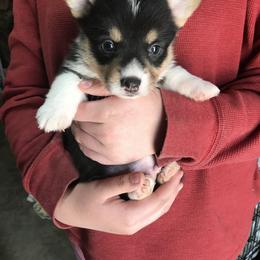 American Corgi and Pembroke Welsh Corgi Puppies from High Hopes Farm