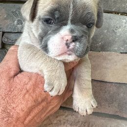 French Bulldog Puppies from Frenchiesbysouthernbell