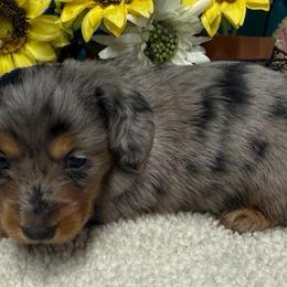 Precious - Silver and Tan Dapple - Dapple female Dachshund puppy in Springfield, Ohio from LUXEYPUPS