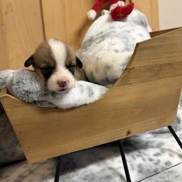 Green Collar - Red male Pembroke Welsh Corgi puppy in Elberton, Georgia from Lonesome Boone Corgis