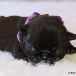 Jamie - Black female Pug puppy in Winnsboro, Texas from Southern pugs