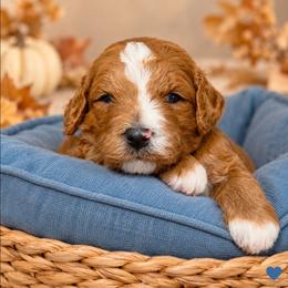 Easton (Bentley) - Red  male Goldendoodle puppy in Hendersonville, Tennessee from Ben's Best Buddy Goldendoodles