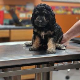 Ginger - Phantom female Bernedoodle puppy in Malden, Illinois from Doting Doodles