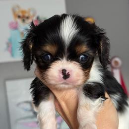 Bert - Tri-color male Cavalier King Charles Spaniel puppy in Spring Hill, Florida from Stardom Chihuahuas & CKCS