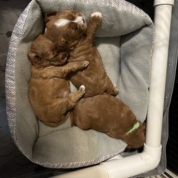 Cavapoo and Maltipoo Puppies from Cuddly Cavapoos Texas