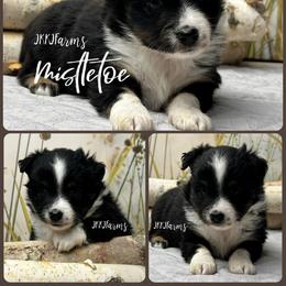 (3) Mistletoe, BTF - Black tri female Miniature American Shepherd puppy in Huntington, Texas from JKKJ Farms