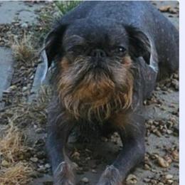 Sprout - Brussels Griffon