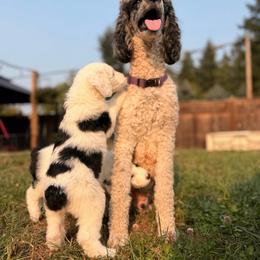 Cowgirl - Black and white female Sheepadoodle puppy in Vernonia, Oregon from Life Unleashed Farm