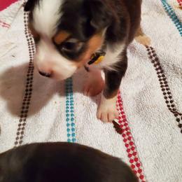 Miniature Australian Shepherd Puppies from Barnyard Mini Aussies