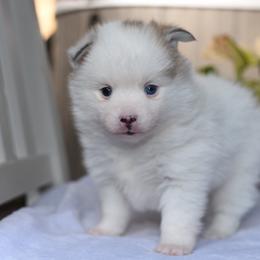 Storm - White male Pomsky puppy in Coos Bay, Oregon from Ocean View Pomskies