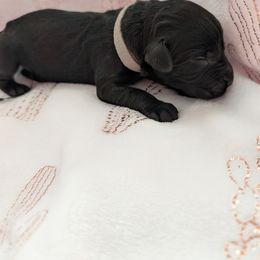Gray boy - Black male Giant Schnauzer puppy in Sierra Vista, Arizona from Desert Dusted Giants