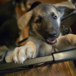 Orange Girl - Gray sable female Shiloh Shepherd puppy in Dover, Florida from Heritage Shilohs