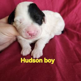 Boy 6 - Black and white male Portuguese Water Dog puppy in Narvon, Pennsylvania from Prized Family Porties