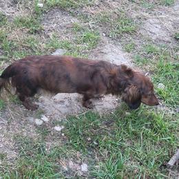 Harley - Dachshund
