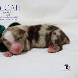 Micah- Red Merle Male - Red merle male Australian Shepherd puppy in Nacogdoches, Texas from TK Standard, Mini, & Toy Aussies