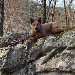 Leo - Australian Cattle Dog
