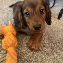 Schnitzel - Red male Dachshund puppy in West Branch, Michigan from First Frost Kennels