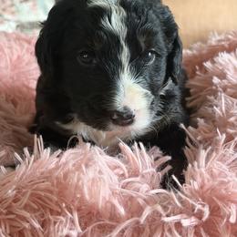 Penny - female Aussiedoodle puppy in Rochester, Massachusetts from Harmony Hill Doodles