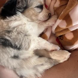 Colt - Blue merle male Miniature Australian Shepherd puppy in Westminster, New Hampshire from Smokin Gun Aussies