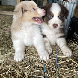 Australian Shepherd puppies from Pennyrile Australian Shepherds