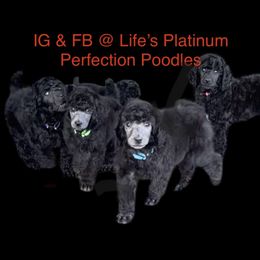 Poodle Puppies from Enjoy Life Kennels