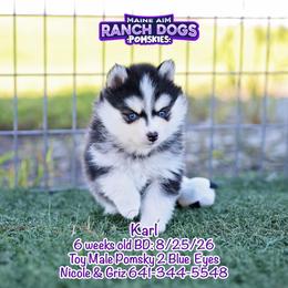 Karl - Black and white male Pomsky puppy in Humeston, Iowa from M.A.R. Dogs