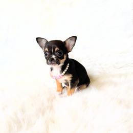 Kitty - Black and tan female Chihuahua puppy in Sacramento, California from Honey Bee Chihuahua’s