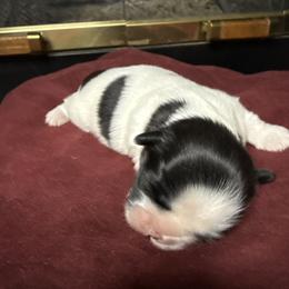 TBD - Black and white male Shih Tzu puppy in Las Vegas, Nevada from Miracle's Shih Tzus
