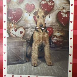 Airedale Terrier puppies from Timberwyck Airedales