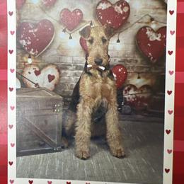 Airedale Terrier puppies from Timberwyck Airedales