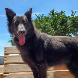 Niobe - German Shepherd