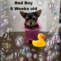 Red Traditional boy - Black and tan male Yorkshire Terrier puppy in Inverness, Florida from Luvayorkie&more