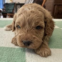 Felix - Buff and white male Cockapoo puppy in Sheridan, Missouri from Shepherdsfold’s Cockapoos