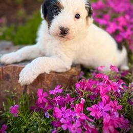 Bella - Black and white female Assorted Doodle Crosses puppy in Ohio from Holley Doodles